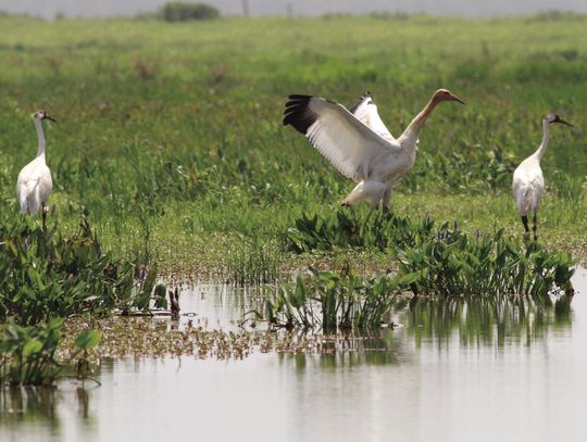 LDWF whooping crane population adds record 10 fledged chicks