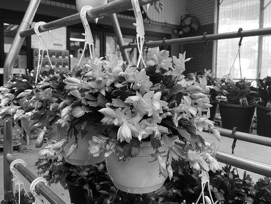 Long-lived holiday cacti can be enjoyed year-round