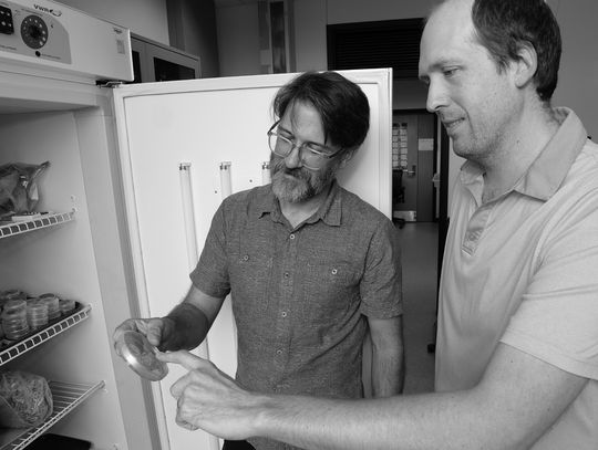 LSU AgCenter researchers receive $1.5 million grant to study hidden links among crop diseases