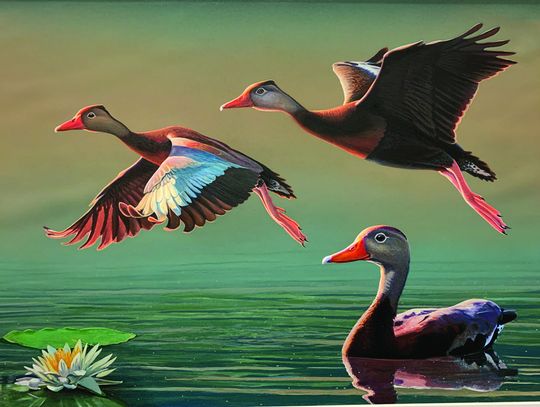 LWFC approves resolution setting Louisiana waterfowl conservation stamp price at $15
