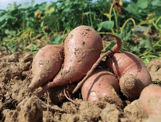 Make La. commodities part of your healthy new year