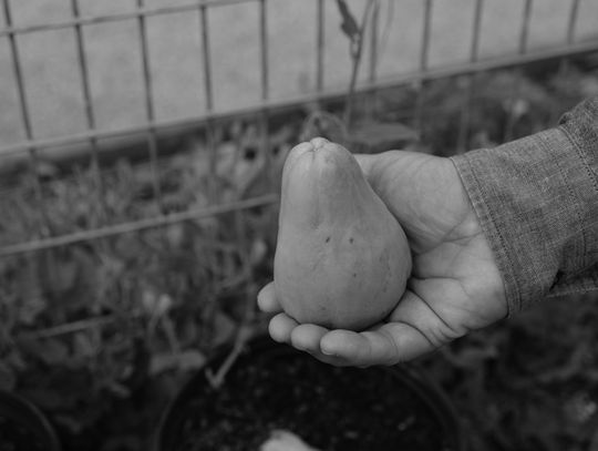 Mirlitons are part of Louisiana’s heritage — and they’re easy to grow