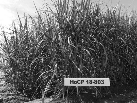 New variety takes center stage at sugarcane field day