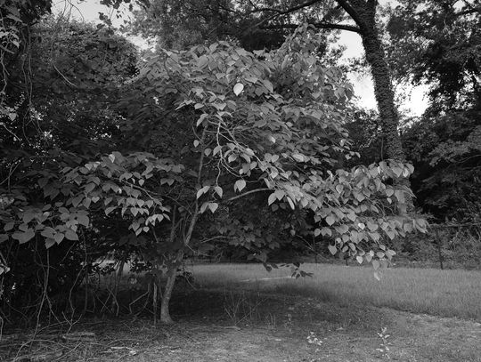 Paper mulberry is a plant you see everywhere, and not in a good way