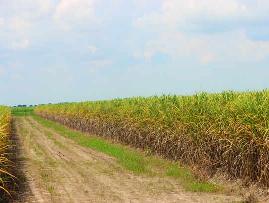 Pasture mealybug confirmed in Louisiana