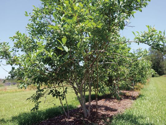Plant blueberries now for success