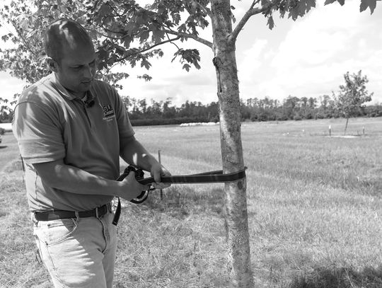 Planting a tree this winter? Here’s the right way to stake it