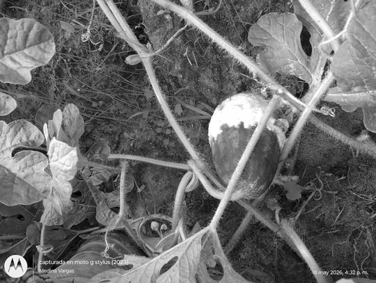 Pythium diseases in vegetables exacerbated by cool nighttime temps