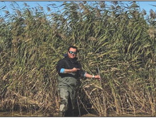 Researchers report progress in roseau cane restoration