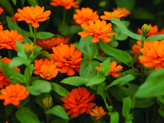 Simplifying your spring plant shopping