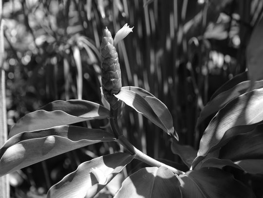 Spiral gingers’ tropical flair brightens gardens
