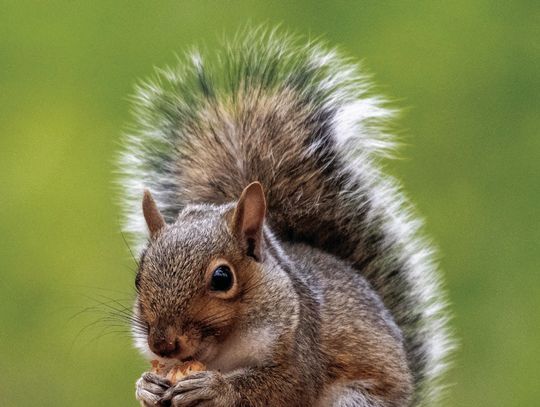 Squirrel season open now thru May 24