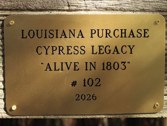 St. Martinville cypress tree certified as being alive during Louisiana Purchase