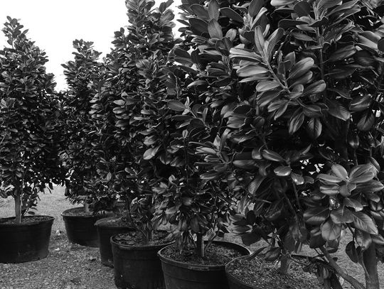 Teddy Bear magnolia is cute, compact and classic