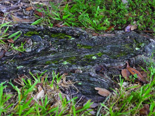 That shaded parking spot may spell trouble for your tree