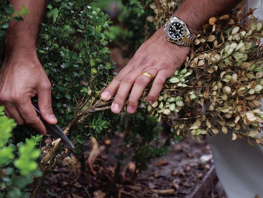 These two boxwood diseases must be handled differently