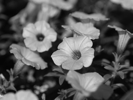 Try something different for cool-season color