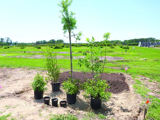 Turn your yard’s low spot into a rain garden