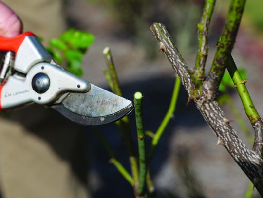 Valentine’s Day and roses go hand in hand
