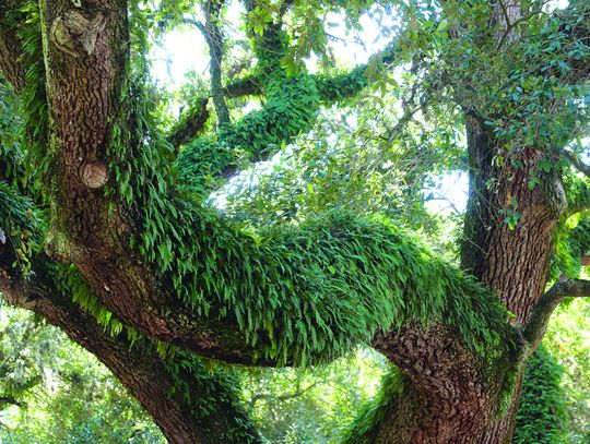 What’s on my tree? Resurrection fern makes itself known after rainfall