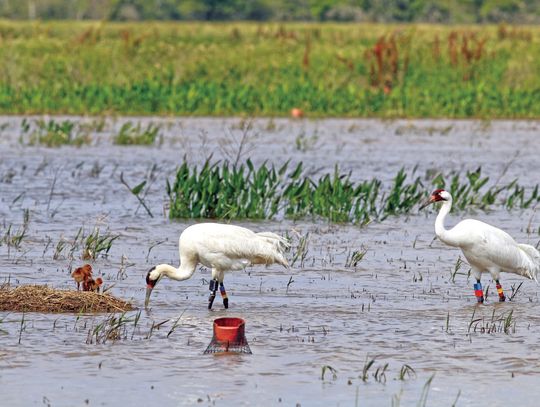 WHOOPING CRANE HATCHLINGS