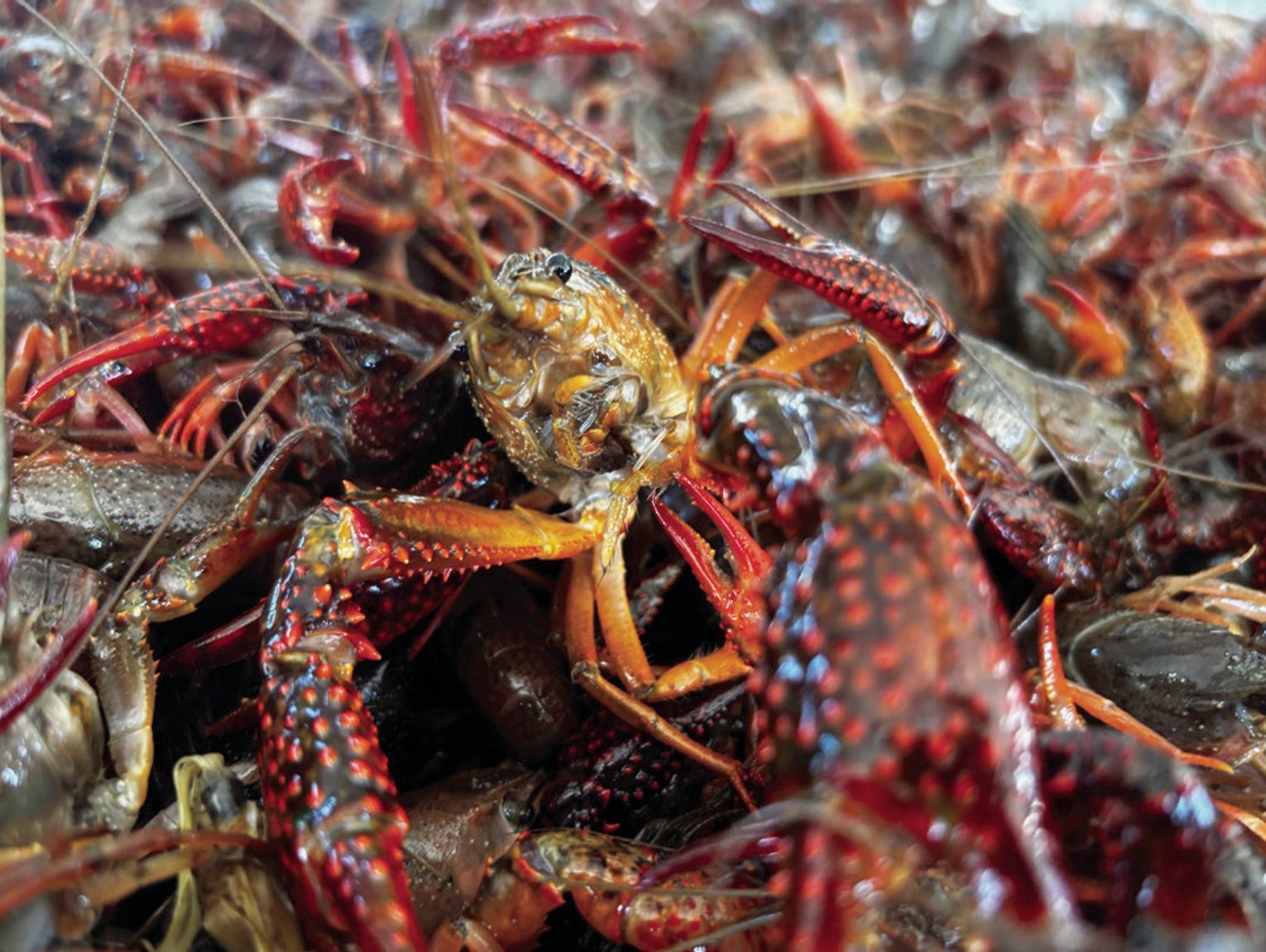 Crawfish industry facing shortage of labor