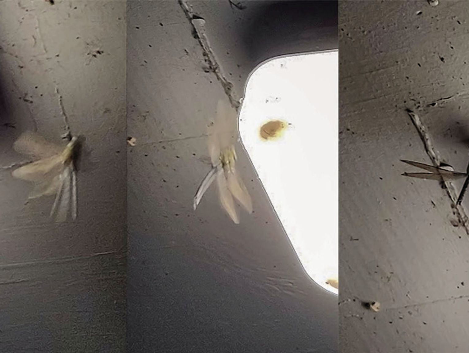 Dark matters: AgCenter researchers examine the negative effects of light pollution