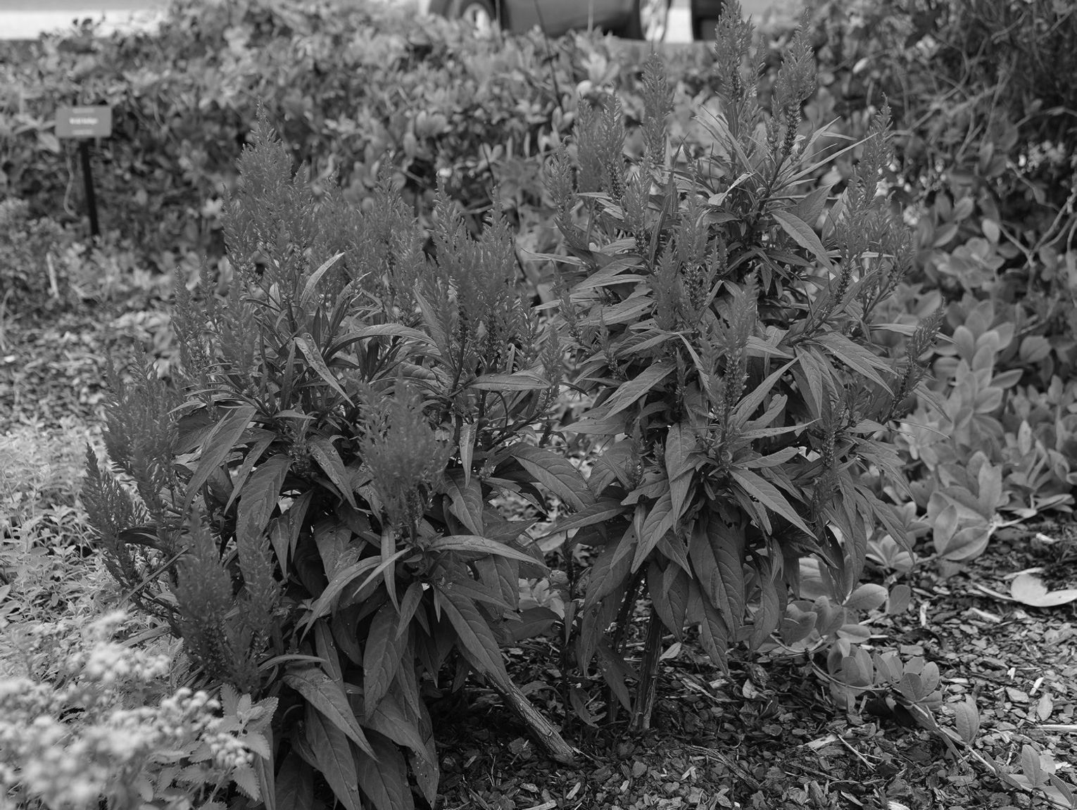 Louisiana’s fiery summer heat is no problem for Dragon’s Breath celosia