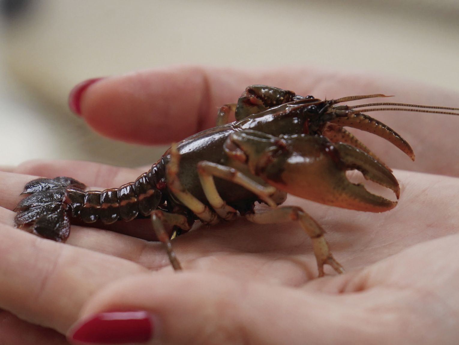 New aquaculture professor wants to create a lasting legacy of research excellence