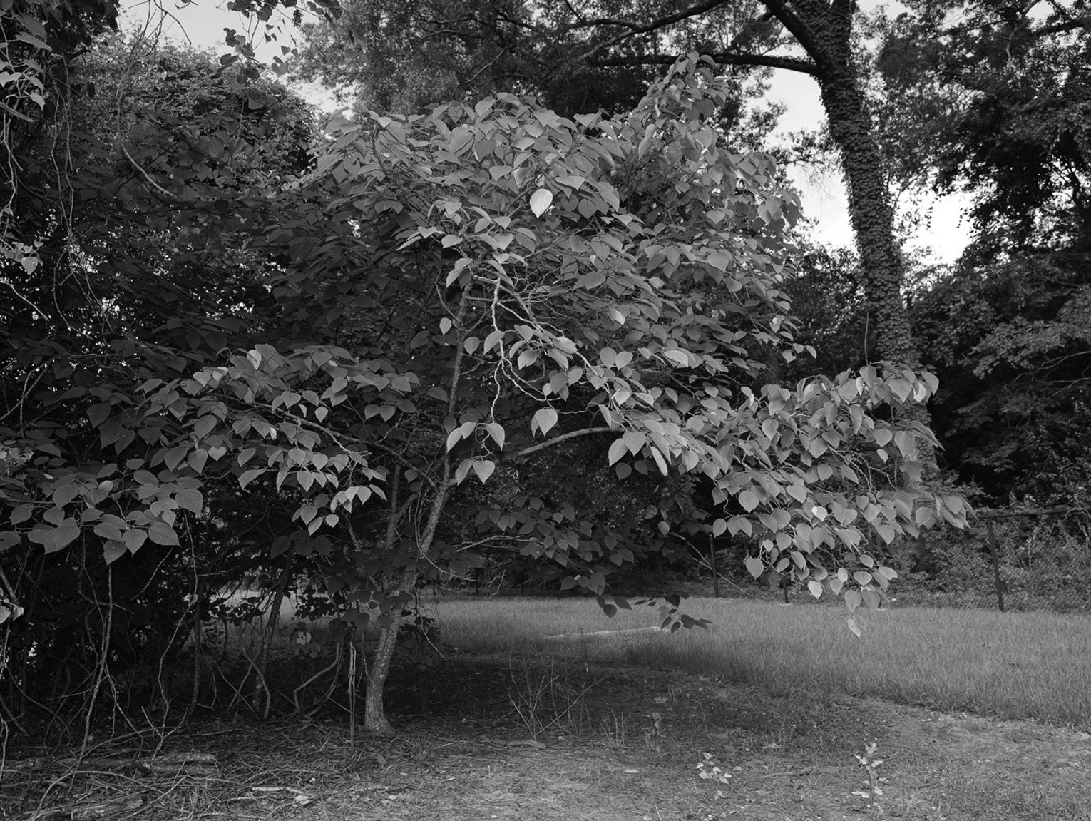 Paper mulberry is a plant you see everywhere, and not in a good way
