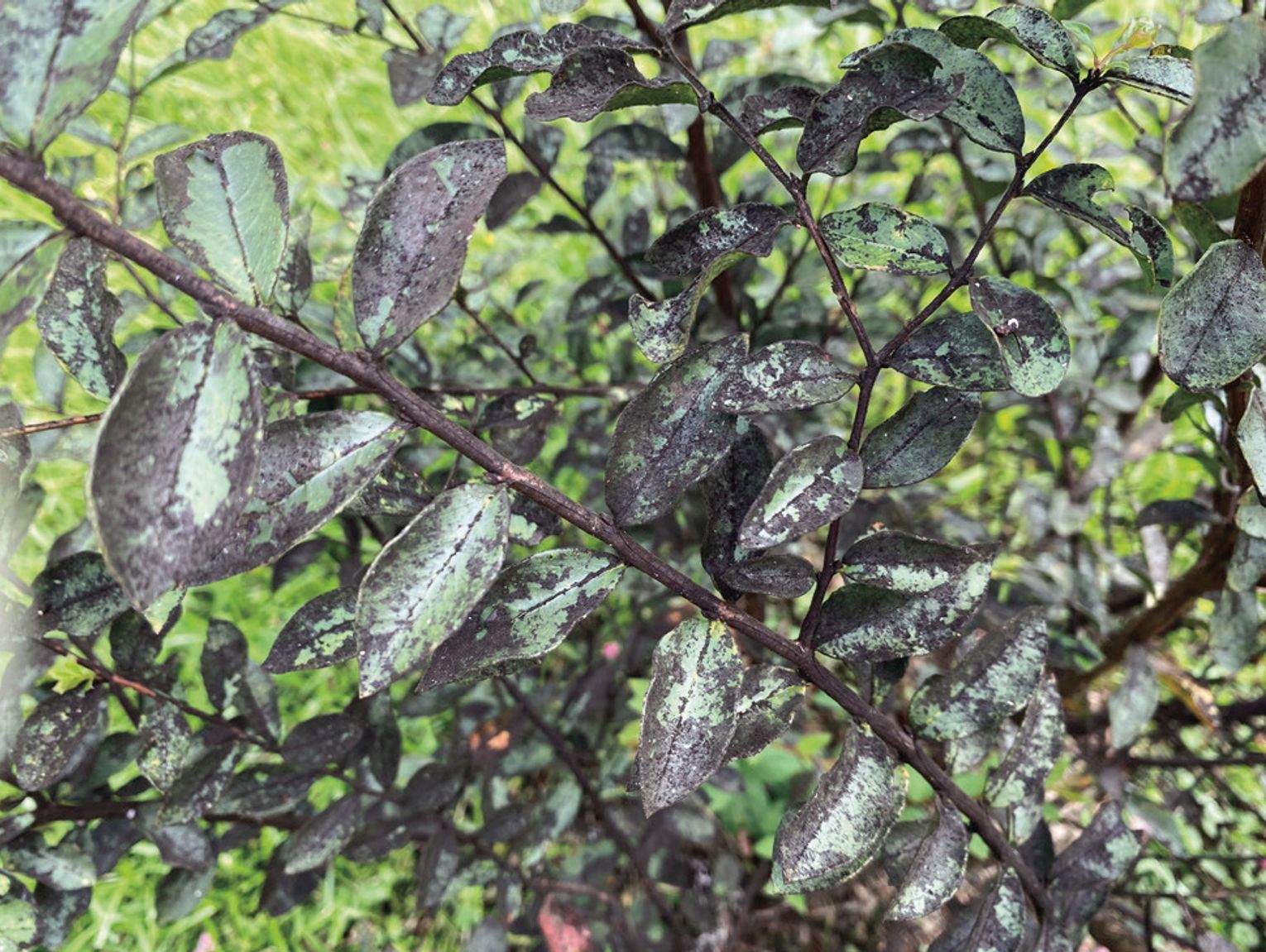 Sooty mold is a sign of an insect problem