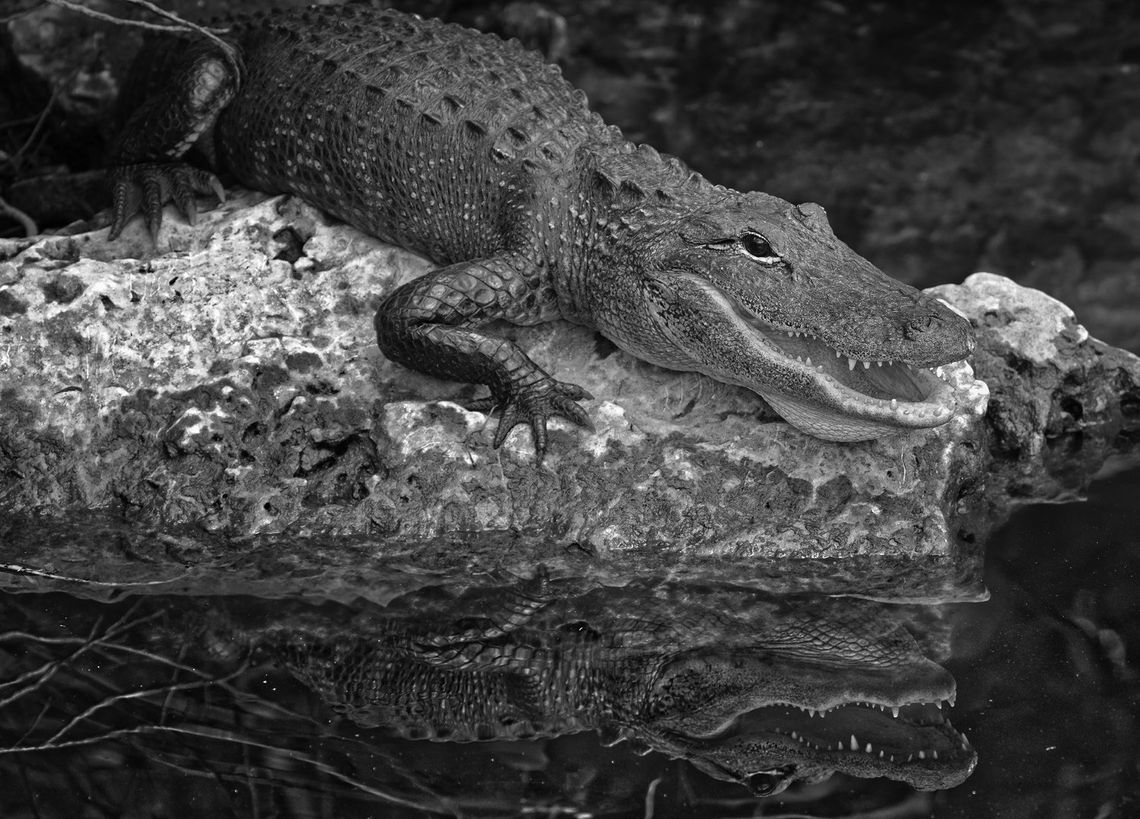 Act 37 creates first recreational alligator season in Louisiana Act 37 creates first recreational alligator season in Louisiana