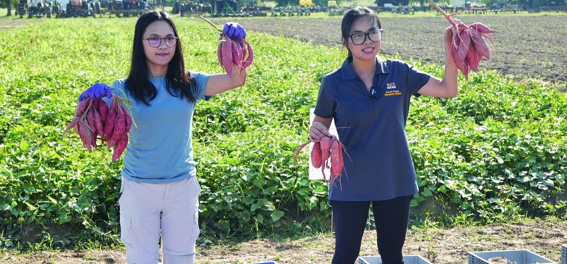 AgCenter unlocks secrets for sweet potato yields AgCenter unlocks secrets for sweet potato yields