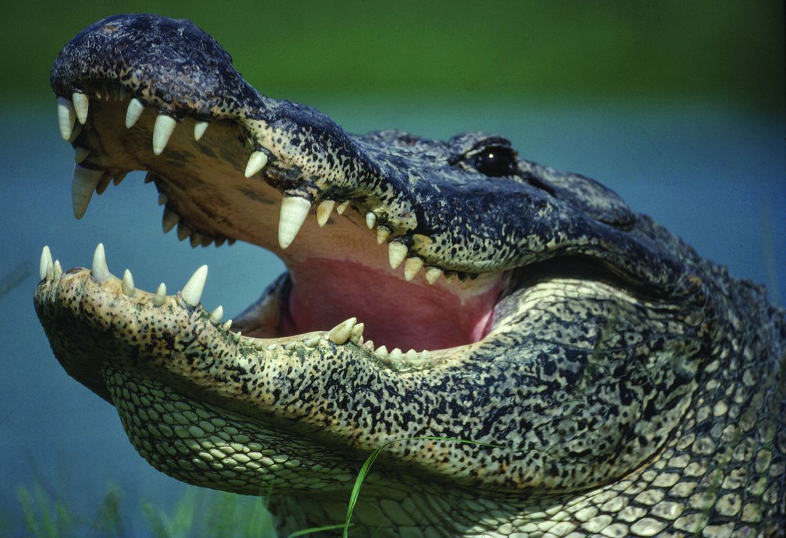 Application process open for alligator lottery harvests