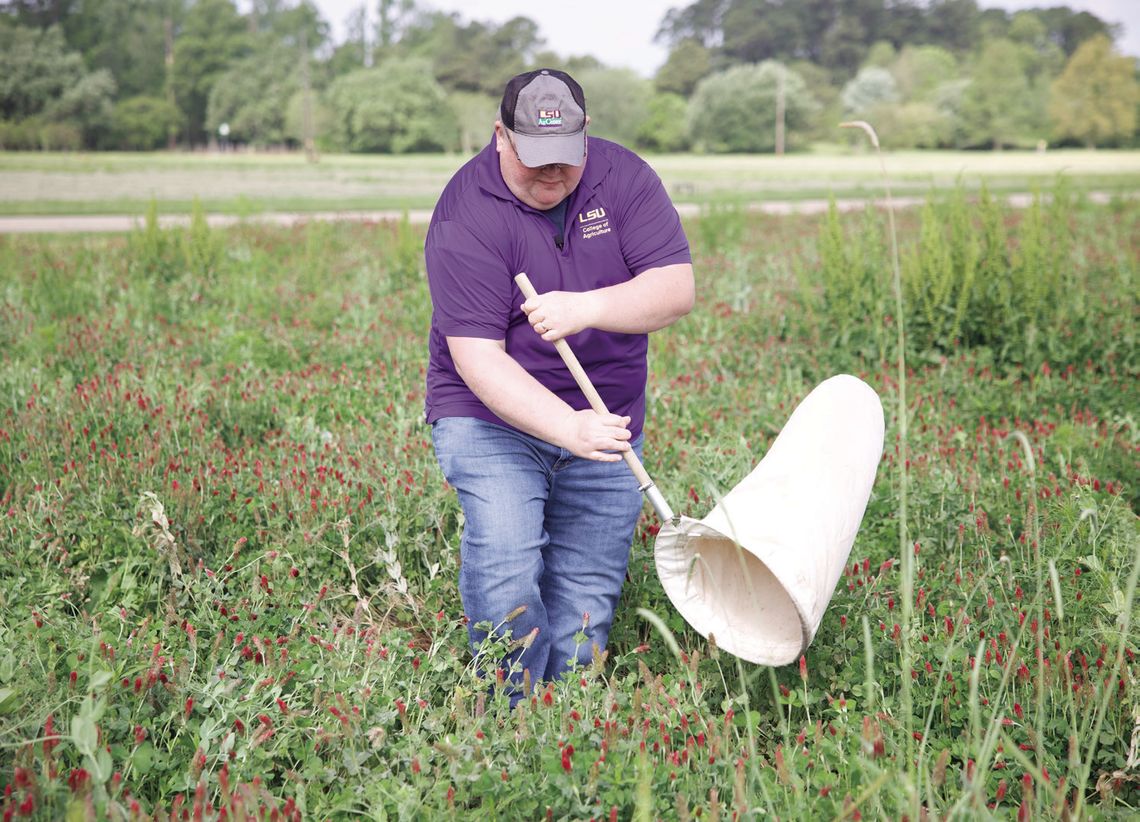 Avoiding destructive pests with timely cover crop management
