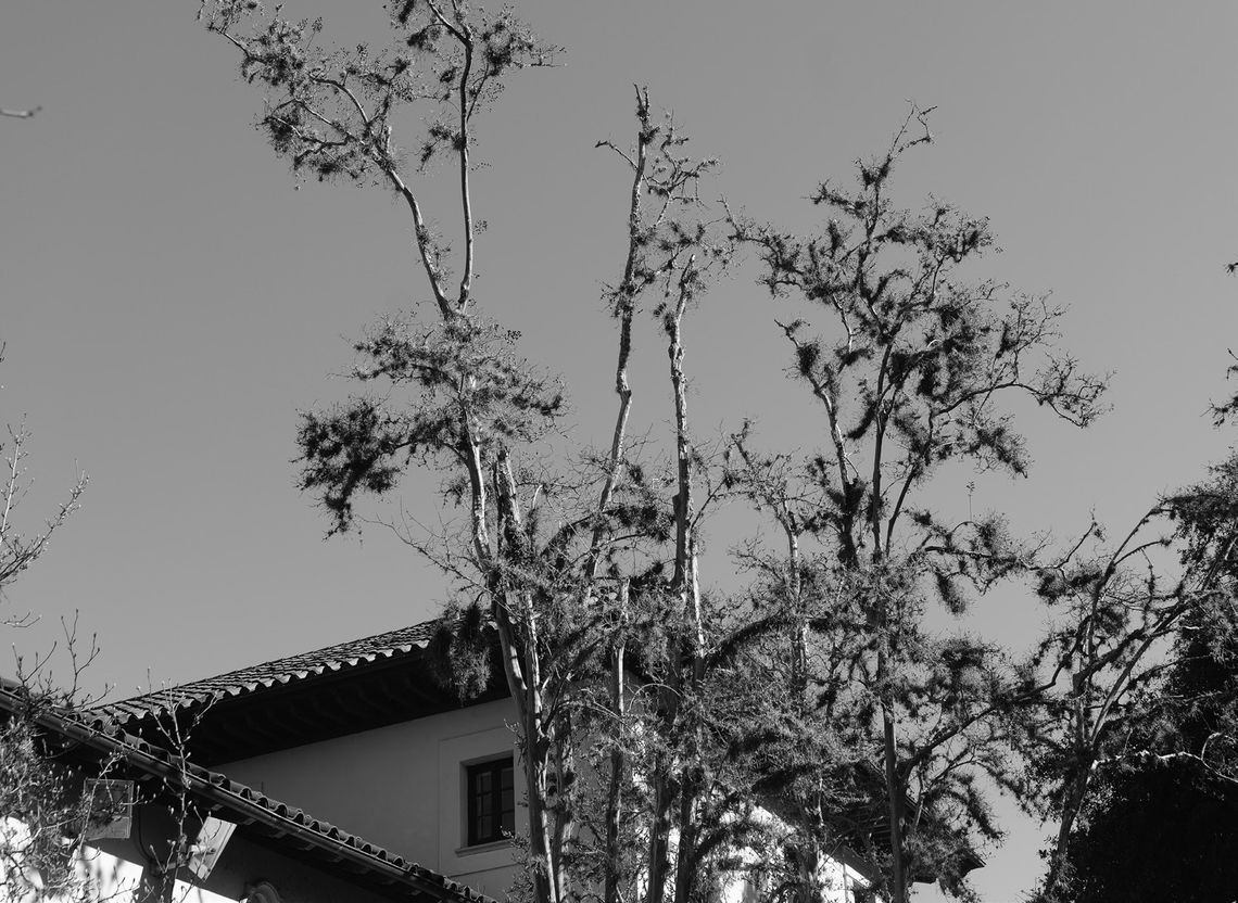 Ball moss can cause tree problems