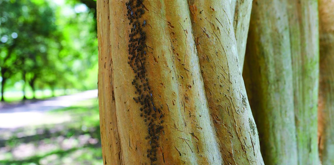 Bark lice: Crape myrtles’ caretakers Bark lice: Crape myrtles’ caretakers