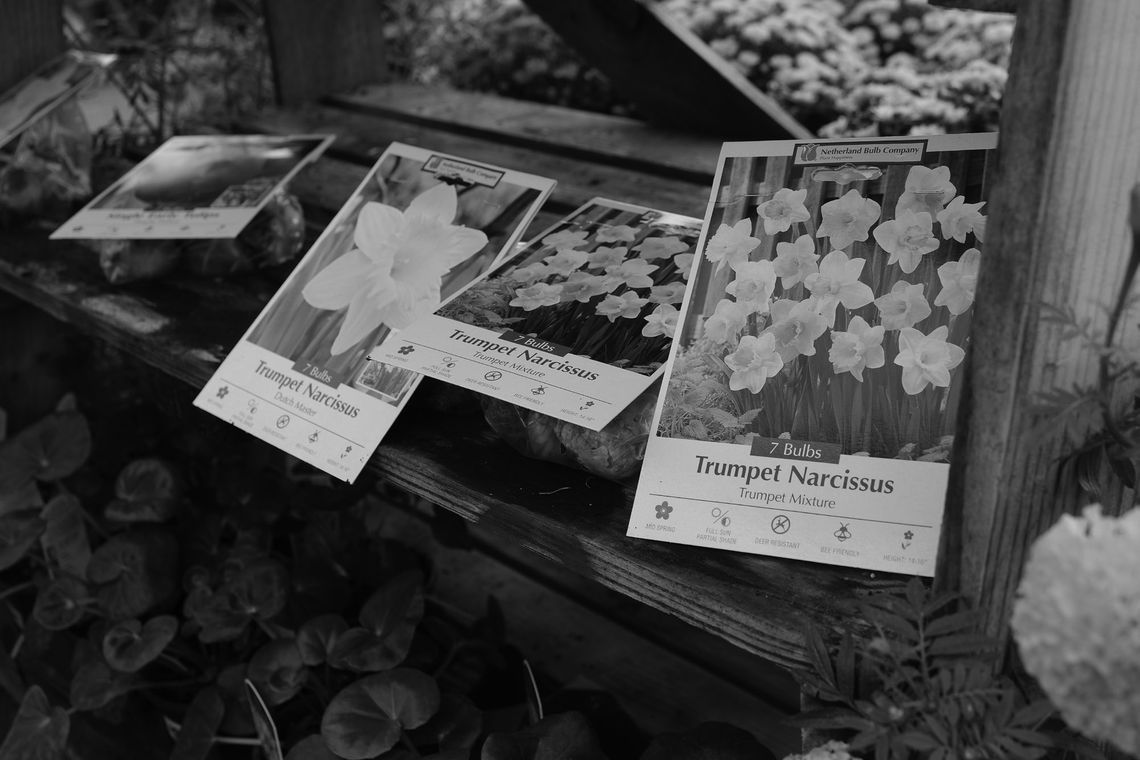 Buried treasure: Plant bulbs now for beautiful blooms this spring Buried treasure: Plant bulbs now for beautiful blooms this spring