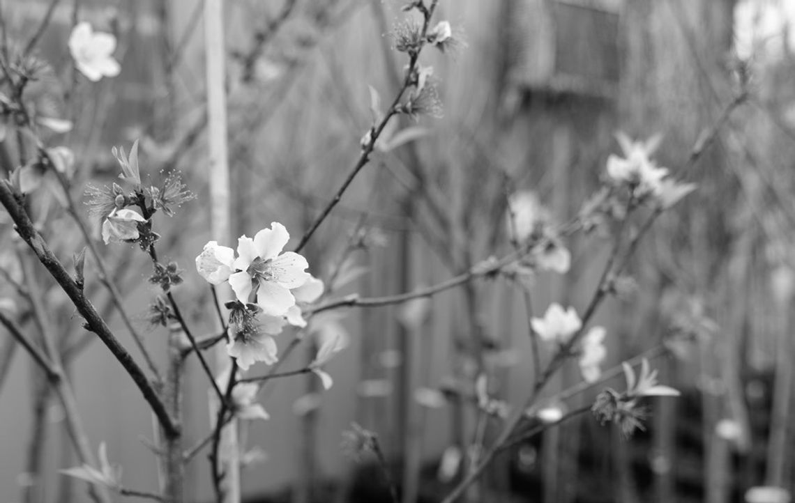 Chill hours matter when growing fruit trees