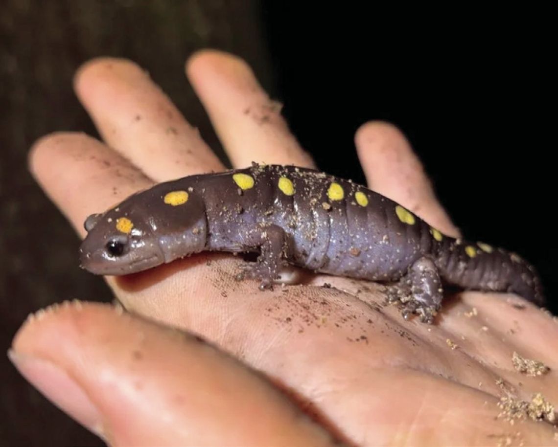 City Nature Challenge 2026 begins April 24