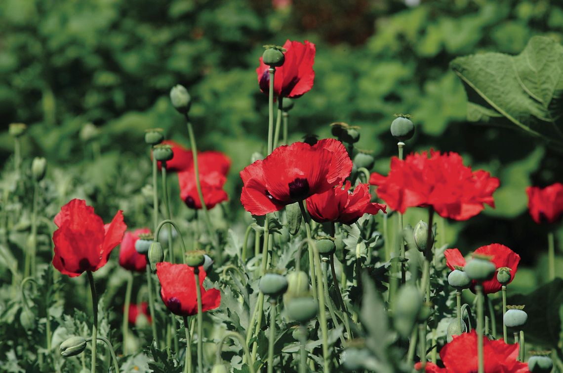 Cottagecore in the garden: sow seeds now for spring