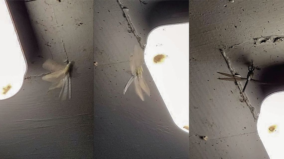 Dark matters: AgCenter researchers examine the negative effects of light pollution