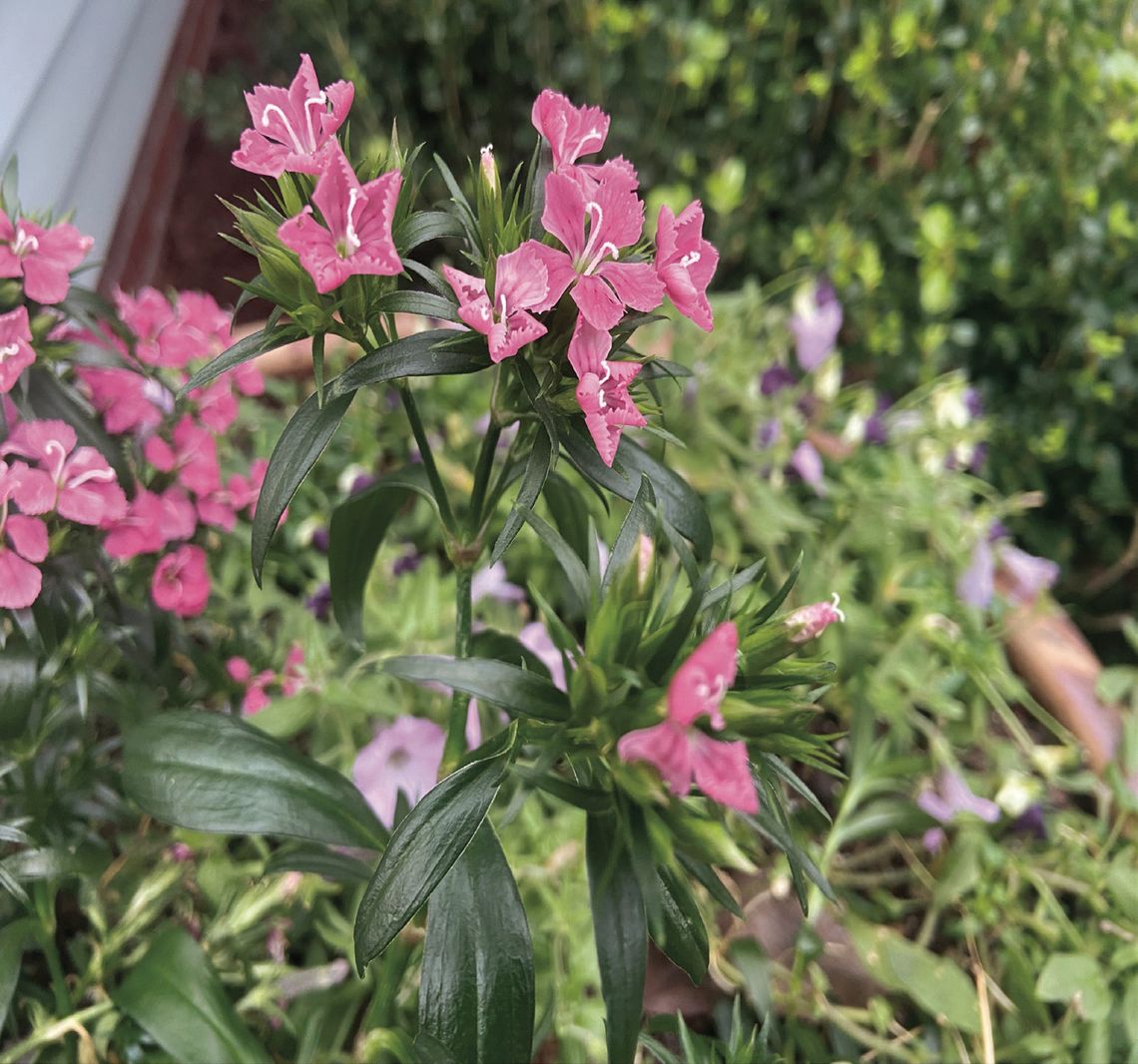 Don’t rush to cut back, discard your freeze-damaged plants Don’t rush to cut back, discard your freeze-damaged plants