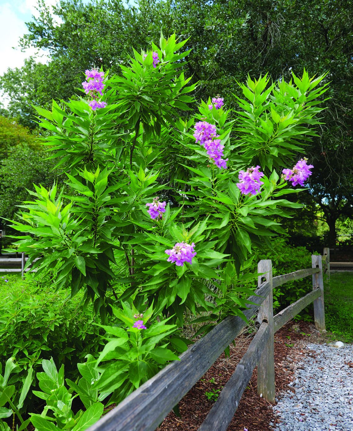 El Niño desert orchid is a tough, unique hybrid