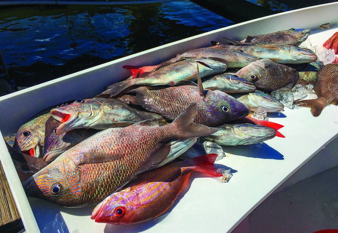 Estimated 20% of private recreational red snapper landed through May 25