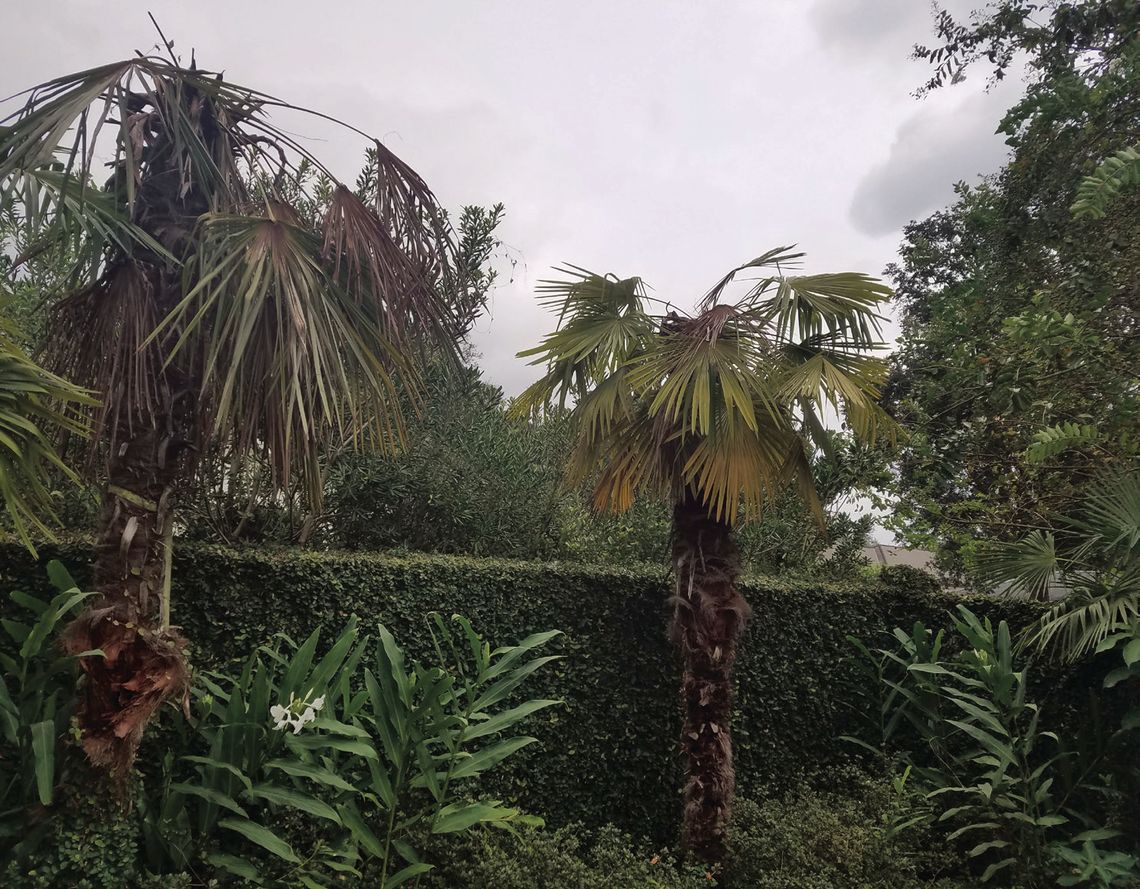 Freeze damage can mimic disease symptoms in palms Freeze damage can mimic disease symptoms in palms