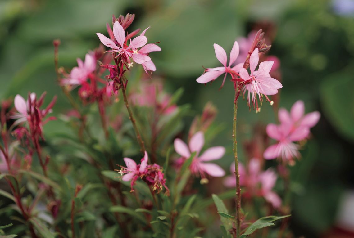 Gaura is a superstar in pollinator gardens