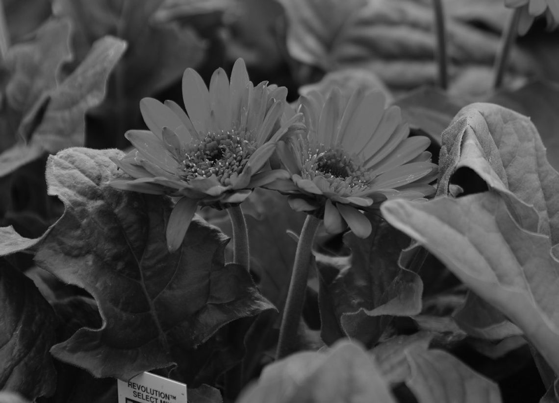 Gerbera daisies can be enjoyed in the garden Gerbera daisies can be enjoyed in the garden