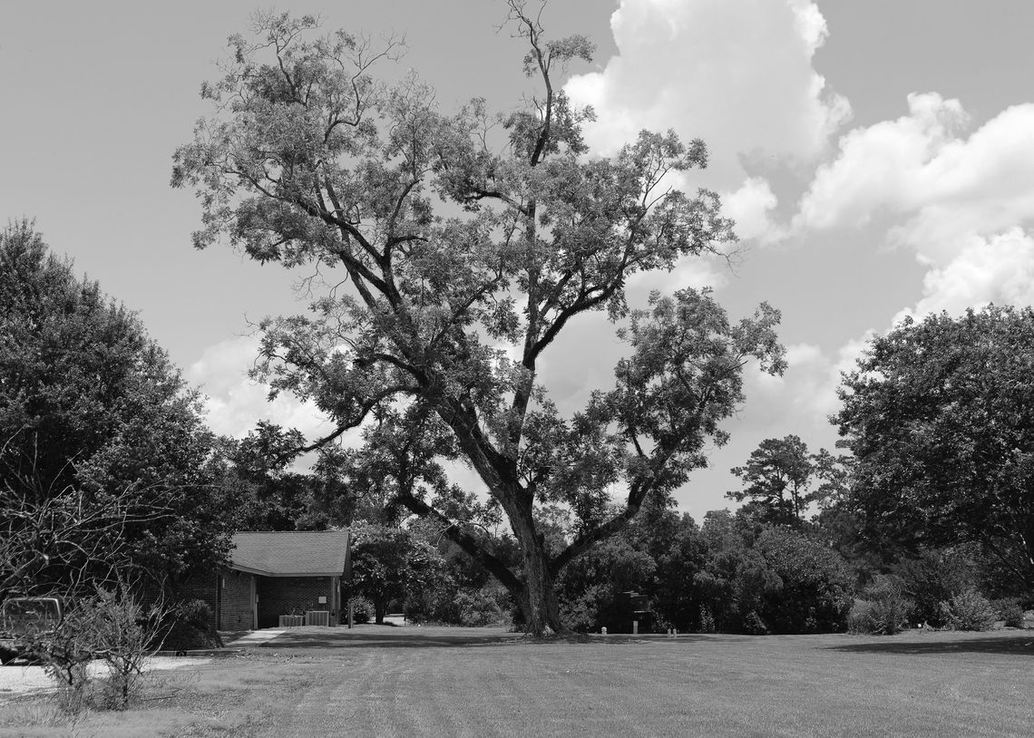 Give your trees a checkup before peak hurricane season arrives