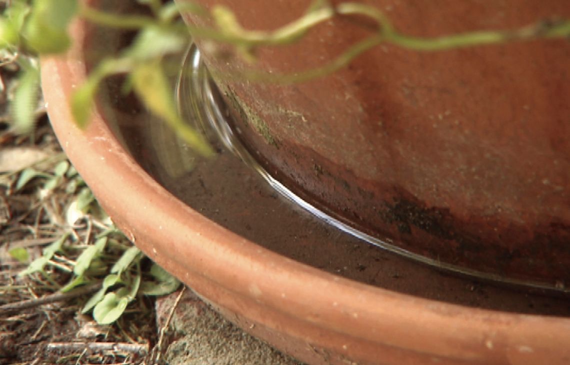 Got mosquitoes? Get rid of standing water